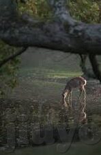 推荐的足球比分-精准把握赛场风云，深度解析推荐的足球比分背后的逻辑